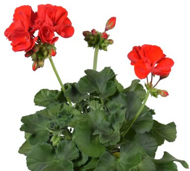 DECOALIVE Geranio Rojo Planta Natural con Flores Rojas