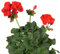 DECOALIVE Geranio Rojo Planta Natural con Flores Rojas