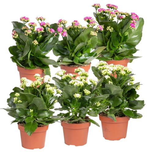Kalanchoe 'Calandiva'®, weiß&violett, Topf-Ø 12 cm, Höhe ca. 20-30 cm, 6er-Set