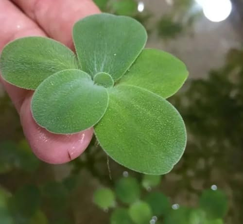 Live_Aqua 3X Quality Dwarf Water Lettuce (Pistia Stratiotes) Floating Aquarium Pond