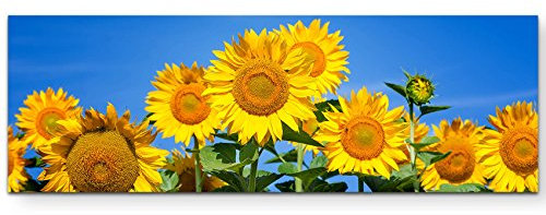 Paul Sinus Art Leinwandbilder | Bilder Leinwand 120x40cm blühende Sonnenblumen