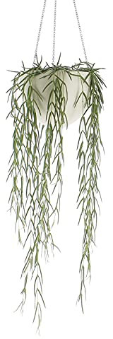 KENTIS - Hoya Linearis - Vraies Plantes d'Intérieur - Plante Tropicale Retombante - Pot de Ø 14 cm