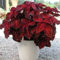 Semillas frescas de planta de coleus 100 piezas rojas