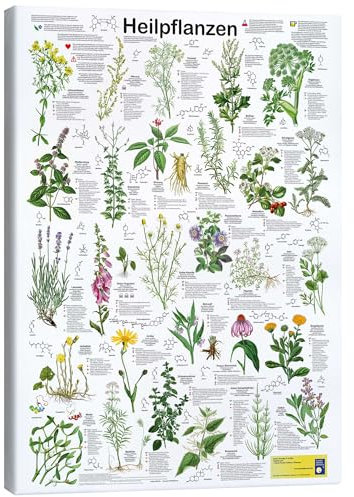 Posterlounge Heilpflanzen Leinwandbild von Planet Poster Editions 70 x 90 cm Grün Wandbilder Wanddeko