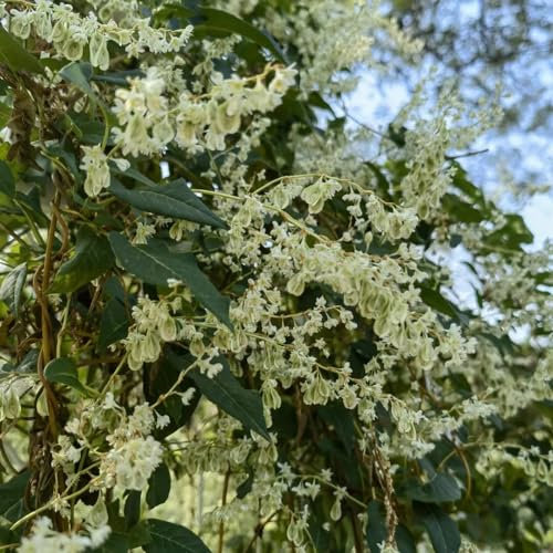 350 pcs knöterich kaufen samen, outdoor pflanzen, exotische pflanzen winterhart knöterich pflanzen - Fallopia aubertii - rankpflanze, winterharte balkonpflanzen bienenfreundliche blumensamen,