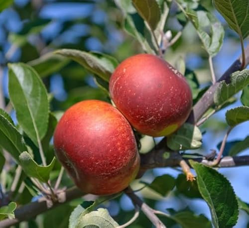 Ingrid Marie, Herbstapfel, Buschbaum (kleinbleibend), 120-140cm, im Topf
