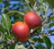 Ingrid Marie, Herbstapfel, Buschbaum (kleinbleibend), 120-140cm, im Topf