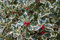 1 PIANTA DI ILEX AGRIFOGLIO AQUIFOLIUM ARGENTEA MARGINATA VASO 24CM sempreverde