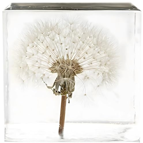 Authentisches Pusteblumen-Exemplar in transparentem Acrylwürfel, von der Natur inspirierter Briefbeschwerer für den Schreibtisch, 5,1 x 5,1 x 5,1 cm, echte konservierte natürliche Kunst