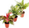 Exotenherz - Buntblättriger Kolbenfaden - Set aus 3 versch. Deluxe Pflanzen - Aglaonema 12cm