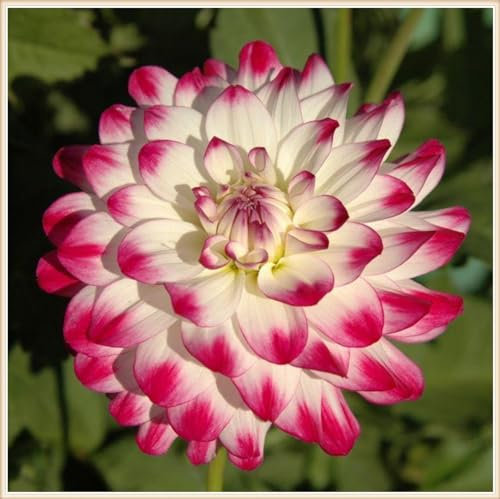 YGHESFDE Dahlien knollen winterhart - Dahlien zwiebeln winterhart - Dahlien knollen kaufen - Dahlien zwiebeln knollen-10knollen-I