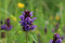 Gewöhnliche Braunelle | Prunella vulgaris in BIO-Qualität (torffrei), im 0,69L Topf, heimische Wildpflanze (wie sie ursprünglich in der Natur vorkommt), liebevolle Handarbeit, (3er Set)