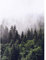 Designwalls 2.0 | Foggy Forest DD119123 | Natur Landschaft Tapete für Wohnzimmer | Vlies Tapete Grün Weiß - 1,92 m x 2,6 m
