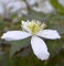 Berg Waldrebe Wilsonii 100-125cm - Clematis montana