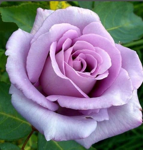 Rosa 1 Fragrant Blue Moon Purple Bush Rose Plant in 3/4 Litre Pot, Lavender Blue Colour, for Gardens, Hedges, Walkways