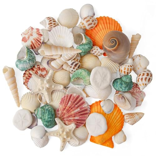 Wirow 12 Kinds Mixed Seashell & Starfish Various Sizes for Crafting