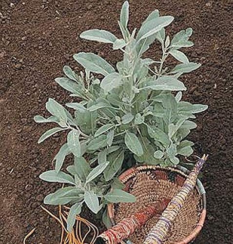 White Sage 25 Seeds Hard to Find