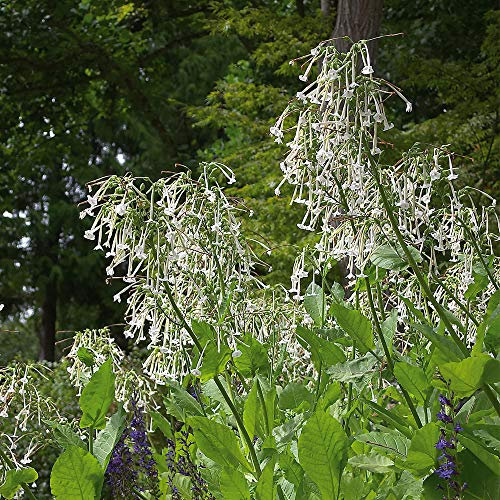 Flower Seed - Nicotiana Sylvestris – Half Hardy Annual – Tobacco Plant, Easy to Grow, Summer Flowering – Fragrant White Flowers, Perfect for Borders - 1 Packet (2000 Seeds) by Thompson and Morgan