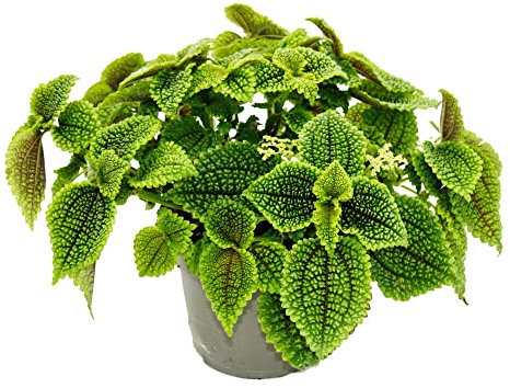 Exotenherz - Kanonier-Pflanze - Pilea involucrata Moon Valley - Mondkrater-Pflanze - 12cm Topf