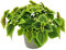Exotenherz - Kanonier-Pflanze - Pilea involucrata Moon Valley - Mondkrater-Pflanze - 12cm Topf