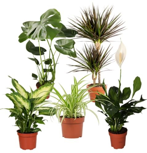 Plante Plus Lot de 5 purificateurs d'air, Monstera, Spathiphyllum, dragonnier, Dieffenbachia, plante araignée, Ø 40-70 cm, qualité professionnelle, végétalisation d'intérieur