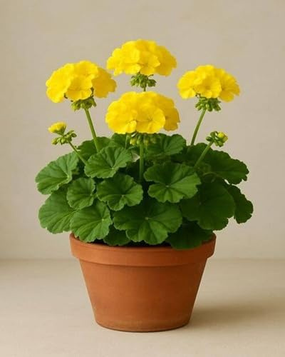 30 semillas de geranio amarillo pelargonio