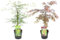 Plant in a Box - Acer palmatum - 2er Mix - 'Garnet' und 'Emerald Lace' - Japanischer Ahorn Baum - Winterhart- Topf 19cm - Höhe 60-70cm