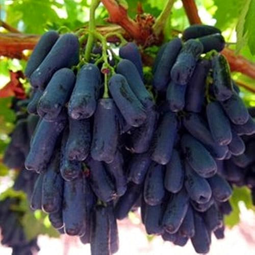 2* Vitis vinifera, kernlose Trauben, lebende Pflanzen, natürliches Wachstum, winterharte Trauben, kugelförmige Trauben, winterharte Trauben-A