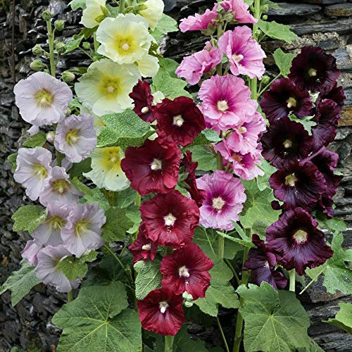 25 Seed of Giant Single Mix Alcea Rosea Hollyhock