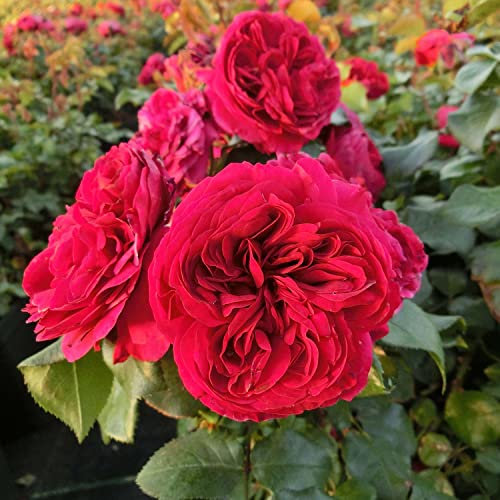 Nostalgische Rose 'Red Leonardo Da Vinci®' - ADR-Rose - 1 Pflanze