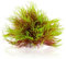TAOMYPETS Aquarien Pflanzen Plastik Aquarium Dekor Korallenriff Ornamente (Rosa Gelb)