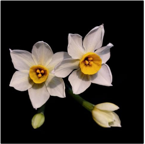 Narciso fiore bulbi.Narciso bulbi.Bulbi narcisi misti.Fiori perenni resistenti-10 bulbi-F