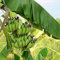 6 pezzi di banano cavendish nano:Seeds Only
