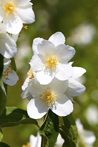 Philadelphus 'Erectus' 60-80 cm - Pfeifenstrauch, weiße Blüten, Blütezeit Juni-Juli, duftend, ideal für Hecken, pflegeleicht und winterhart