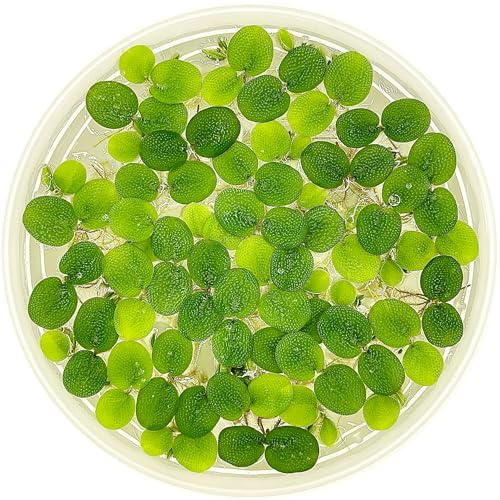 Water Spangle, Salvinia Minima, Live Aquarium/Aquatic/Freshwater/Floating/Pond Plant/Planted Tank/Aquascaping/Paludarium by Aquarium Plant Center (12 Plants, 60+ Leaves)
