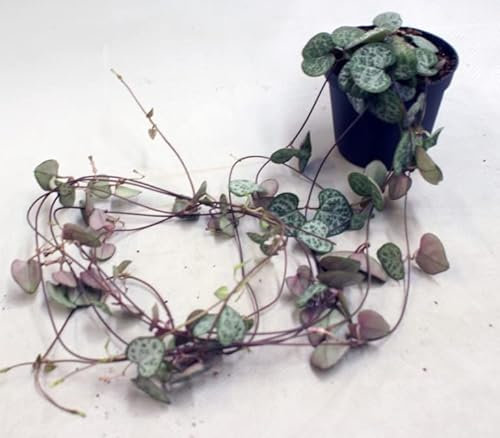 Ceropegia Woodii - String of Hearts - Trailing House Plant in 8 cm Pot