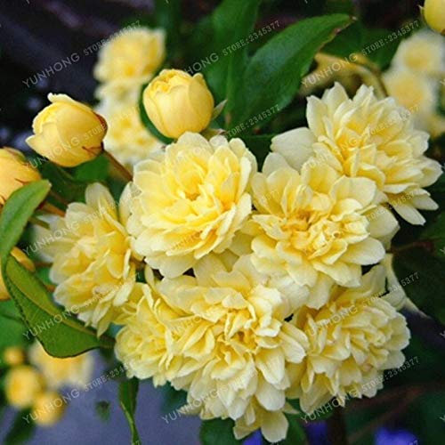 Fresca 20 pc Satinwood Lakeview Jasmin semi di Fiori per piantare Giallo
