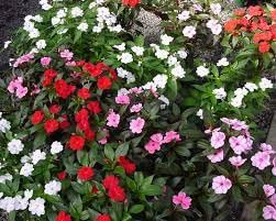 New Guniea Busy Lizzie Impatiens Pack of 3