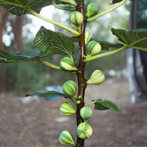 200 Pcs Feigenbaum Winterhart Samen, Feigen, Feige Überwinterungsschutz Für Pflanzen, Seltene Pflanzen, Ficus Carica, Winterfeste Pflanzen Für Balkon, Deko Obst Gartenpflanzen Winterhart