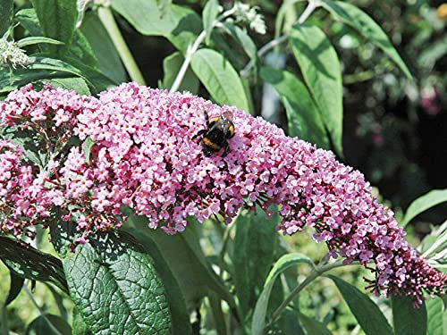 Sommerflieder Pink Delight - Buddleja davidii Pink Delight - Containerware 80-100 cm - Garten von Ehren®