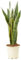 Verdecora Sansevieria | Planta natural de interior en maceta de 3L | Lengua de Tigre - Lengua de Suegra | Planta purificadora del aire
