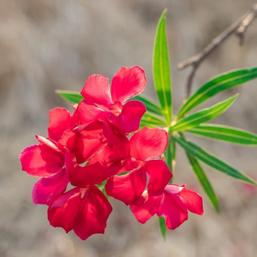 5 piezas semillas de adelfa, Plantones para jardín, plantas decorativas. Regalo de semillas de flores, decoración de jardín para exteriores. Plantas resistentes en macetas, flores