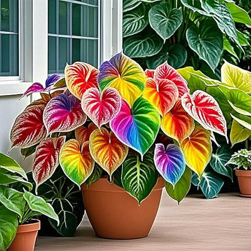 Hostas Plants for Sale,Hostas Mix,Good for Containers Golden Jade Carving Feels Beautiful-3bulbs-G