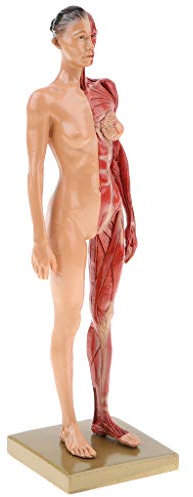 Fenteer 4D Anatomisches Modell des Menschliche Muskeln Muskelsystem Anatomiemodell als Lernmodell oder Lehrmittel (Weibliche/Männliche) - Weiblich