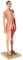 Fenteer 4D Anatomisches Modell des Menschliche Muskeln Muskelsystem Anatomiemodell als Lernmodell oder Lehrmittel (Weibliche/Männliche) - Weiblich