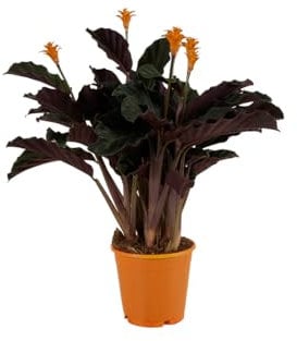 Bloomique - Calathea Crocata - Flamme éternelle - Plantes d’intérieur - Dépolluante - Floraison - Facile d’entretien - 40-50 cm de haut - Pot 14 cm