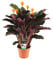 Bloomique - Calathea Crocata - Korbmarante - Zimmerpflanzen - Pflegeleicht - Luftreinigend - Höhe 40-50 cm - Topf 14 cm