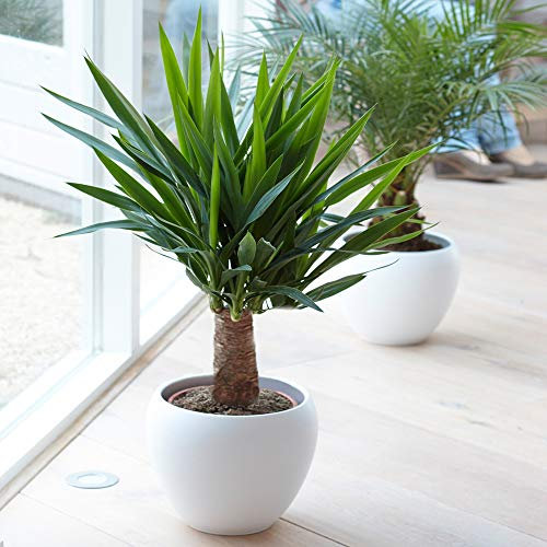 Yucca pied d’éléphant - Plante d’intérieur à feuillage persistant de qualité pot 12 cm
