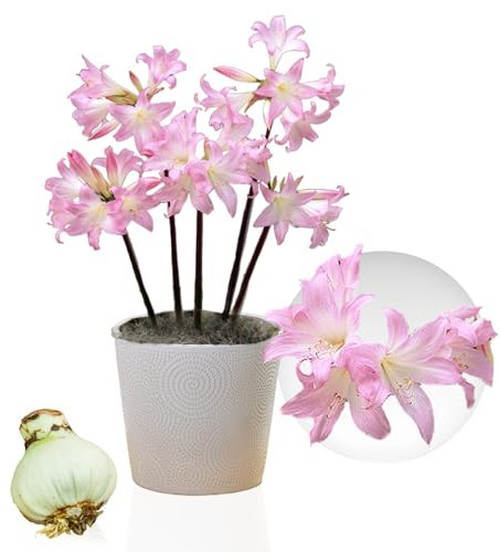 Bulbo de Amaryllis Belladonna, 1 bulbo de gran tamaño 26/30, exclusivos plantas y flores de Holanda, reales Hippeastrum (no semillas, no en cera y no artificiales).
