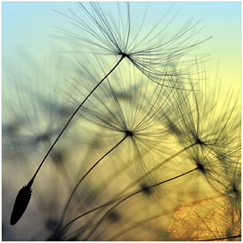 Wallario Memoboard aus Glas mit Motiv, Magnet-Tafel in 50 x 50 cm in Premium Qualität Samen der Pusteblume in Nahaufnahme vor blauem Himmel